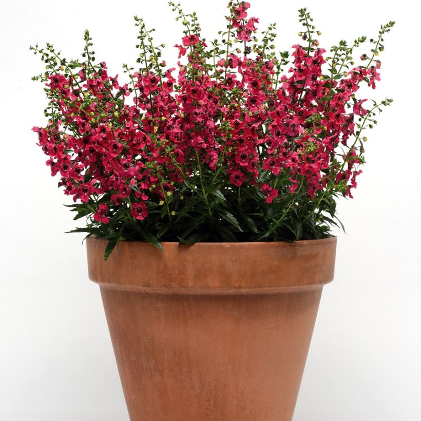 Angelonia angustifolia Archangel Cherry Red (Porte)