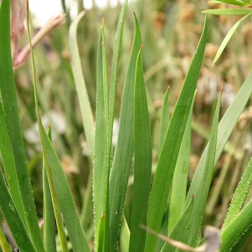 Anigozanthos flavidus Bush Pearl (Follaje)