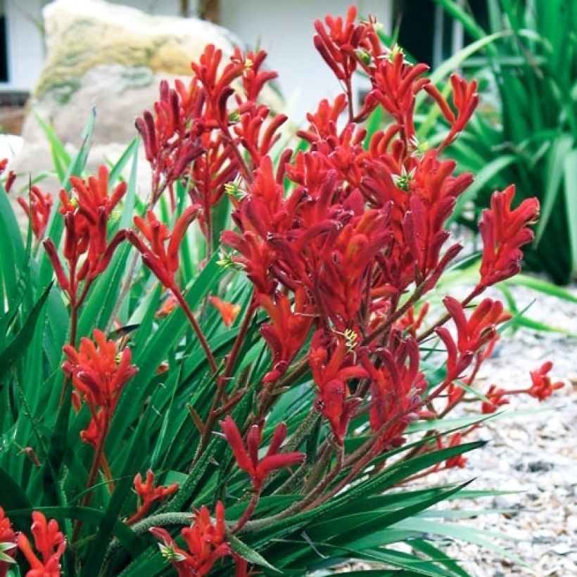 Anigozanthos flavidus Bush Inferno (Porte)