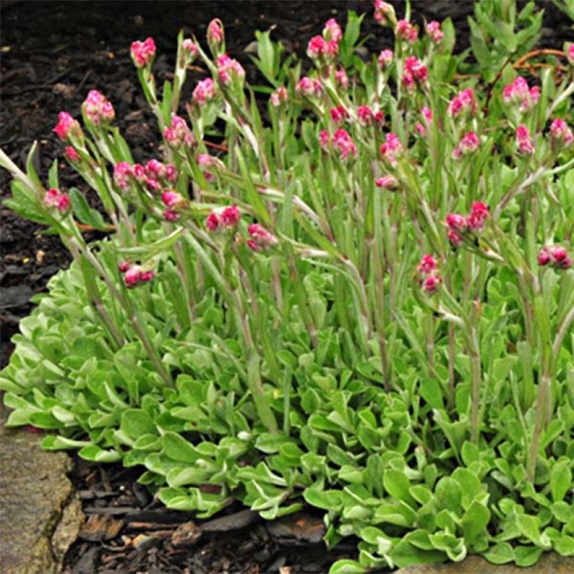 Antennaria dioica Rubra (Porte)