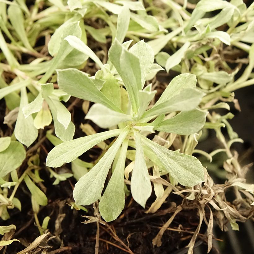 Antennaria dioica Rubra (Follaje)