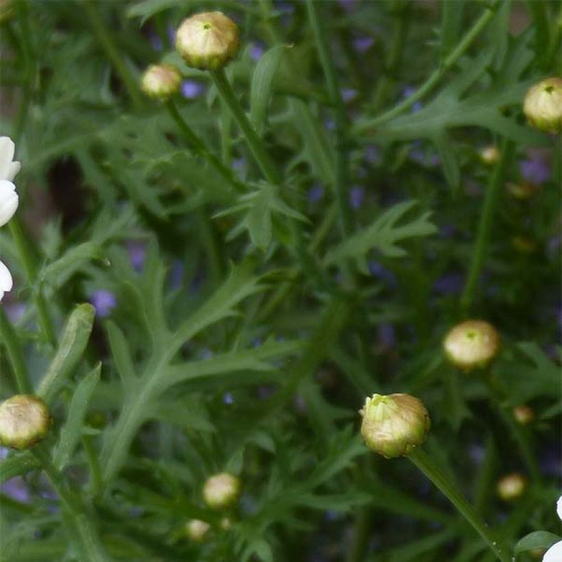 Argyranthemum Butterfly Yellow (Follaje)