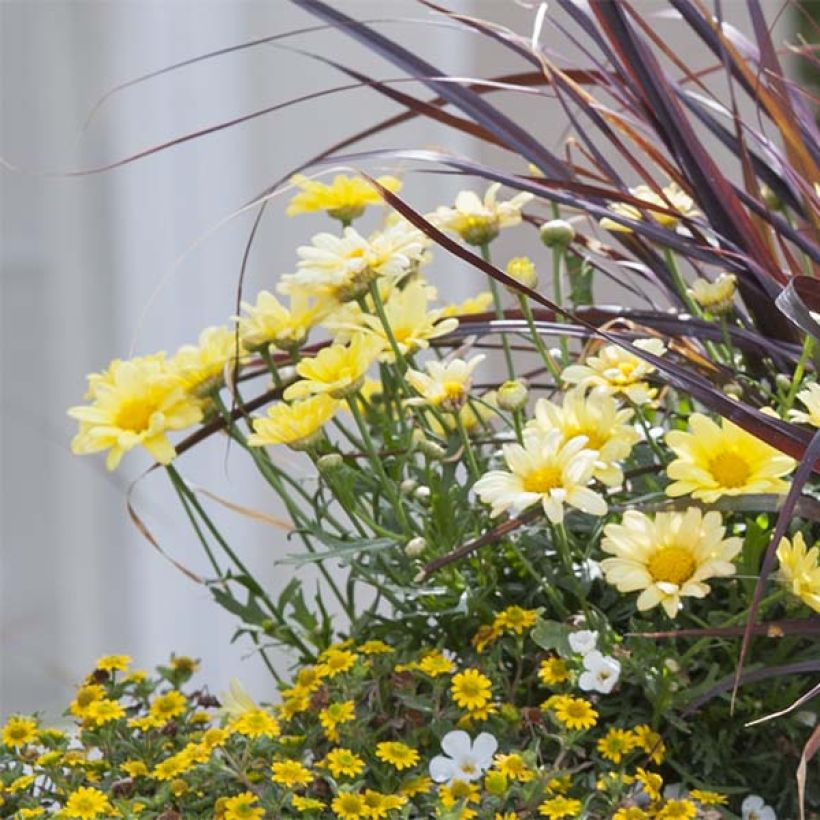 Argyranthemum Butterfly Yellow (Floración)