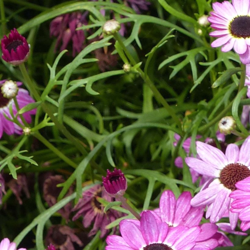 Argyranthemum Grandaisy Pink Tourmaline (Follaje)