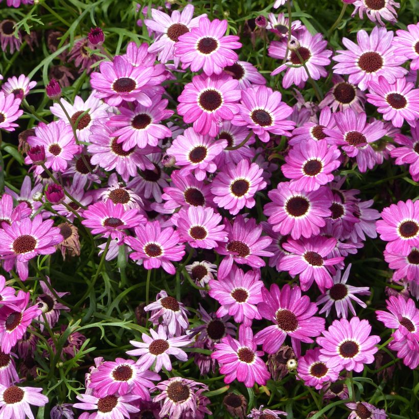 Argyranthemum Grandaisy Pink Tourmaline (Floración)