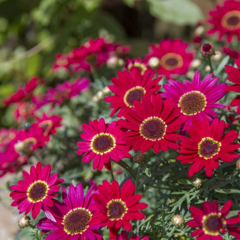 Argyranthemum Grandaisy Ruby (Porte)