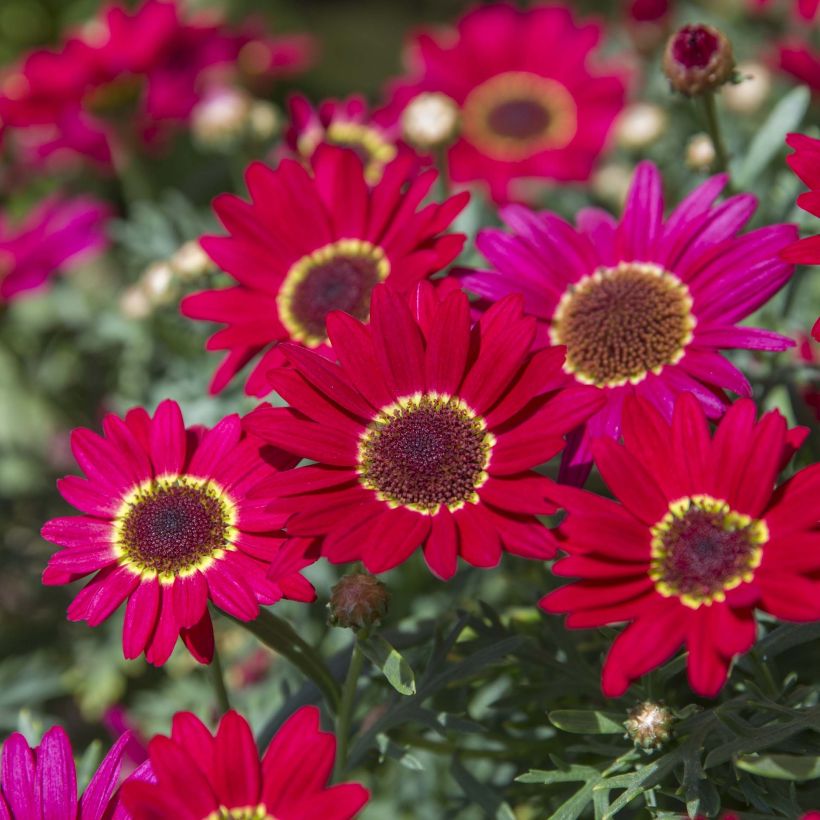 Argyranthemum Grandaisy Ruby (Floración)