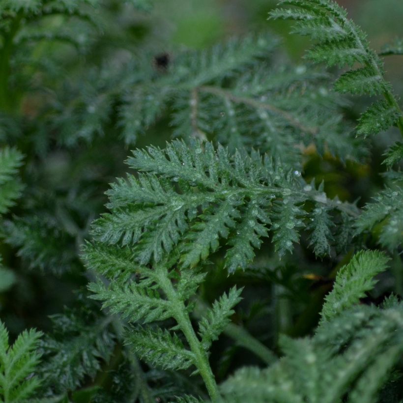 Anthemis tinctoria Sauce Hollandaise - Camomila amarilla (Follaje)