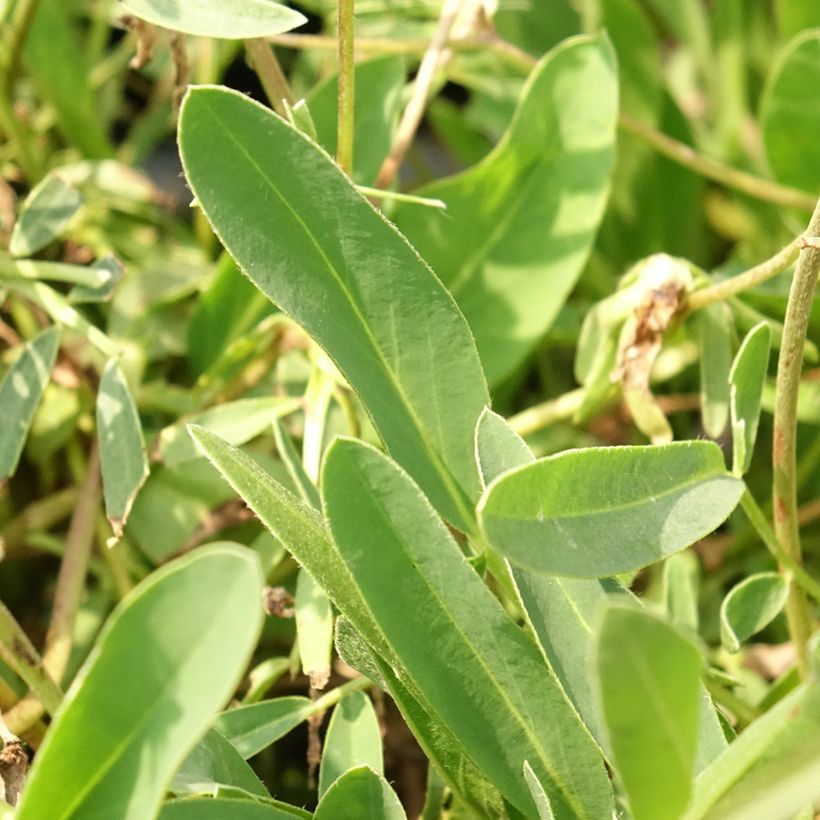 Anthyllis vulneraria var. coccinea (Follaje)