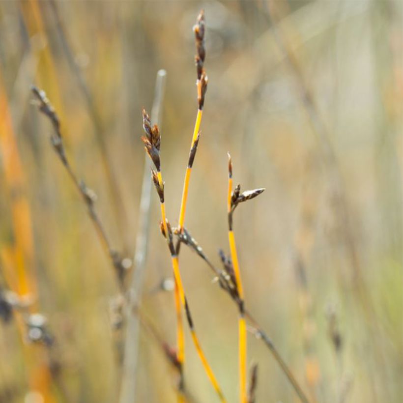 Apodasmia similis - Oioi (Floración)