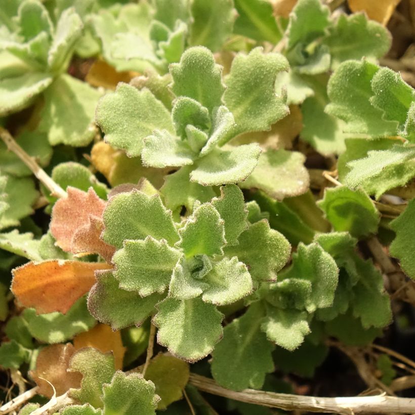 Arabis caucasica Alabaster (Follaje)