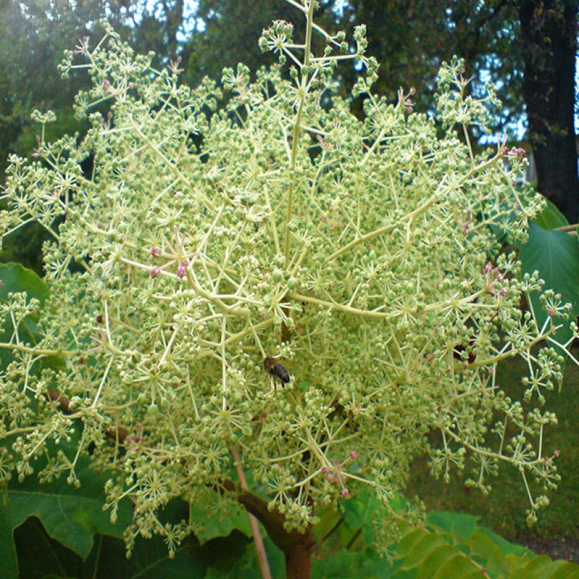 Arbol de angélica japonés - Aralia elata (Floración)