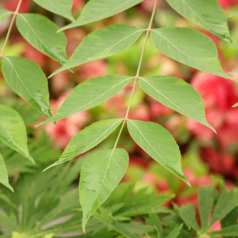 Arbol de angélica japonés - Aralia elata Golden Umbrella (Follaje)