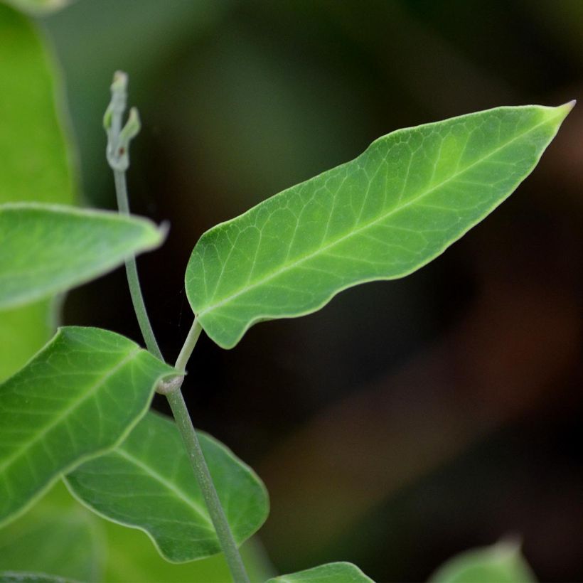 Araujia sericifera Alba (Follaje)