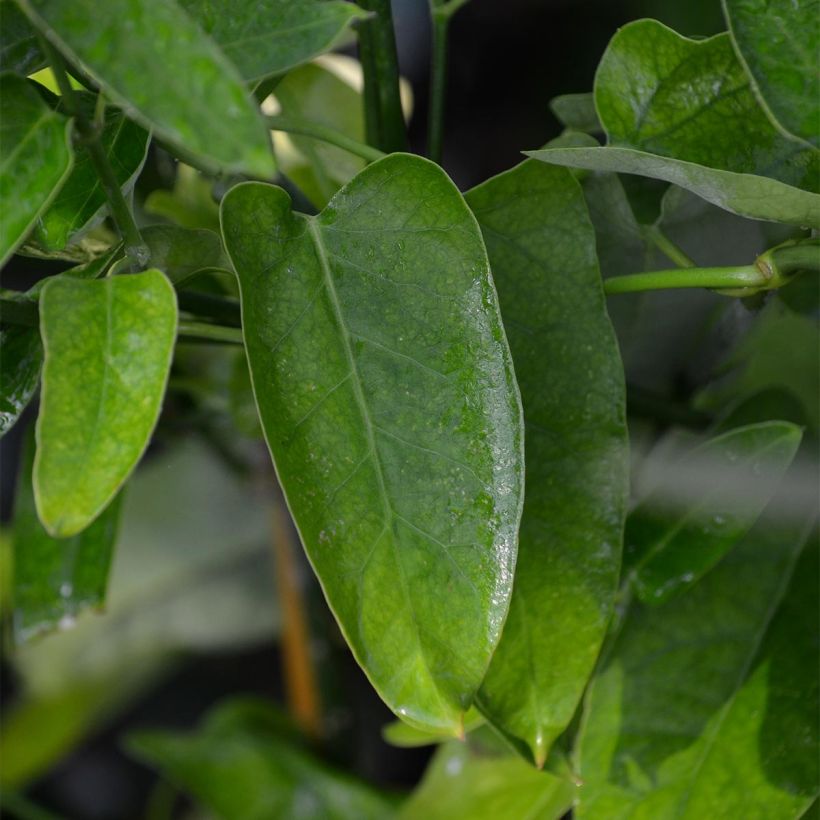 Araujia sericifera - Jazmín de Tucumán​ (Follaje)