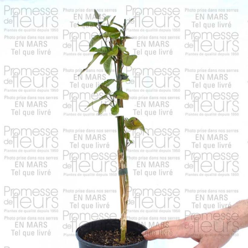 Ejemplo de ejemplar de Araujia sericifera Pink - Plante cruelle Pot de 2L/3L tal y como se entrega