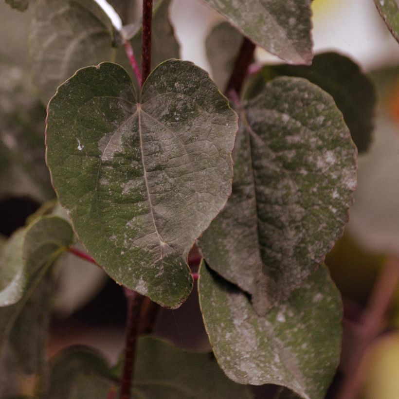 Cercidiphyllum japonicum Rotfuchs - Katsura (Follaje)