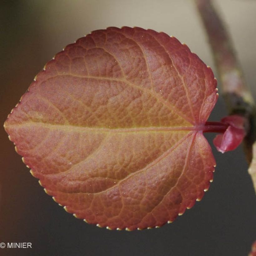 Cercidiphyllum japonicum - Katsura (Follaje)