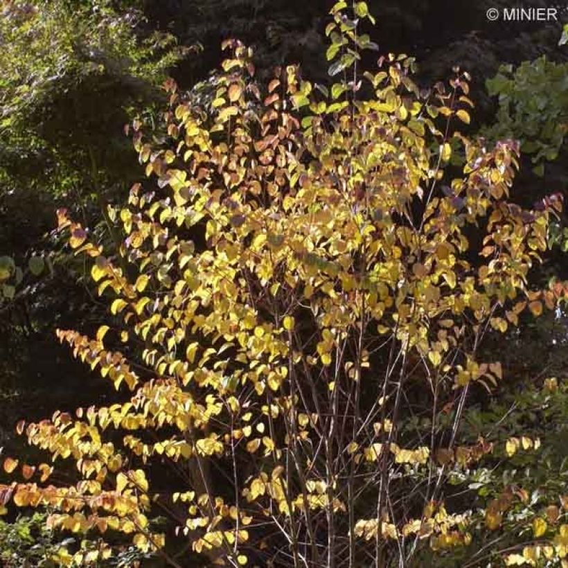 Cercidiphyllum japonicum - Katsura (Porte)