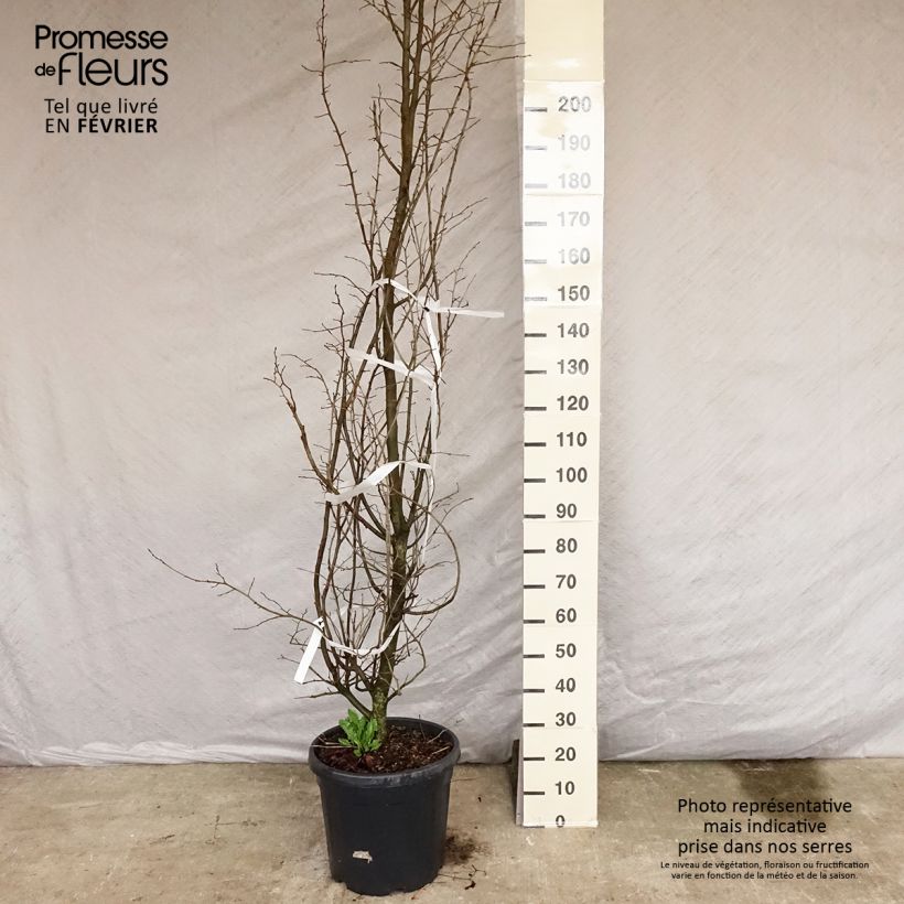 Arbre de fer - Parrotia persica en pot de 30L/35L Ejemplar entregado en invierno