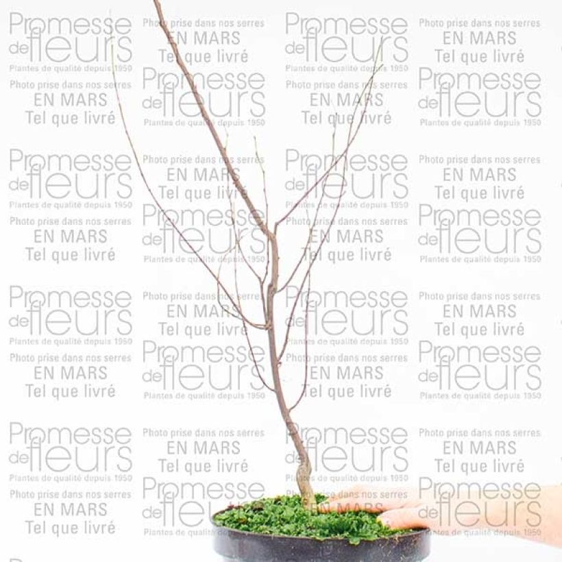 Ejemplo de ejemplar de Cercis canadensis Silver Lining - Arbre de Judée panaché Pot de 7,5L/10L tal y como se entrega