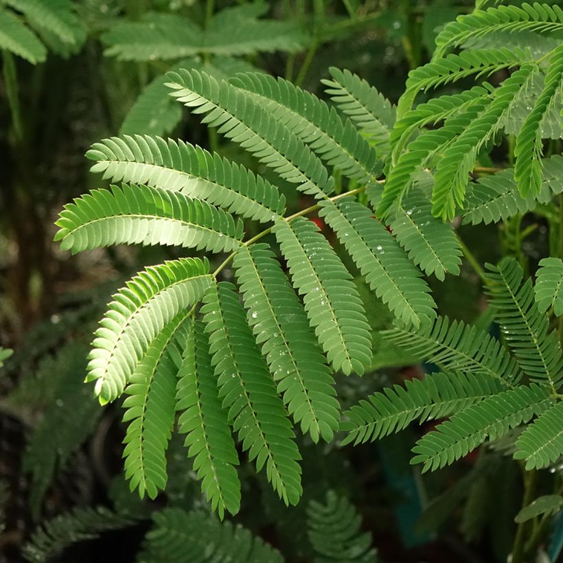 Acacia de Constantinopla Rouge de Tuilière - Albizia (Follaje)