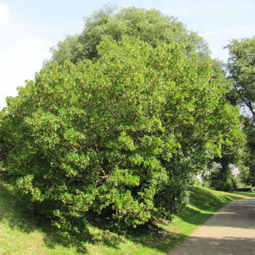 Madroño - Arbutus unedo (Porte)