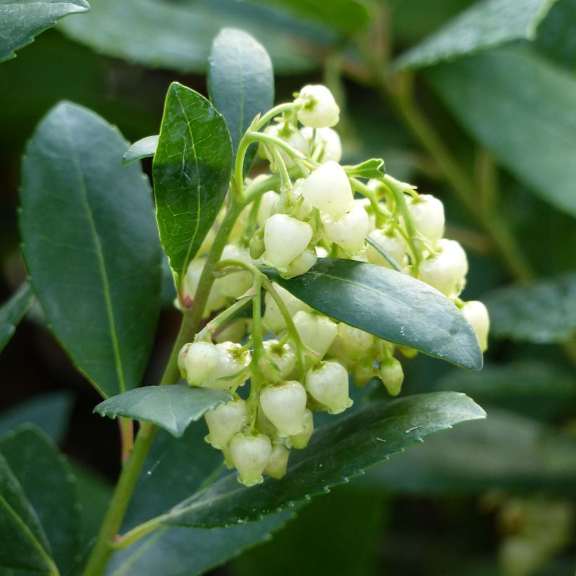 Madroño - Arbutus unedo Compacta (Floración)