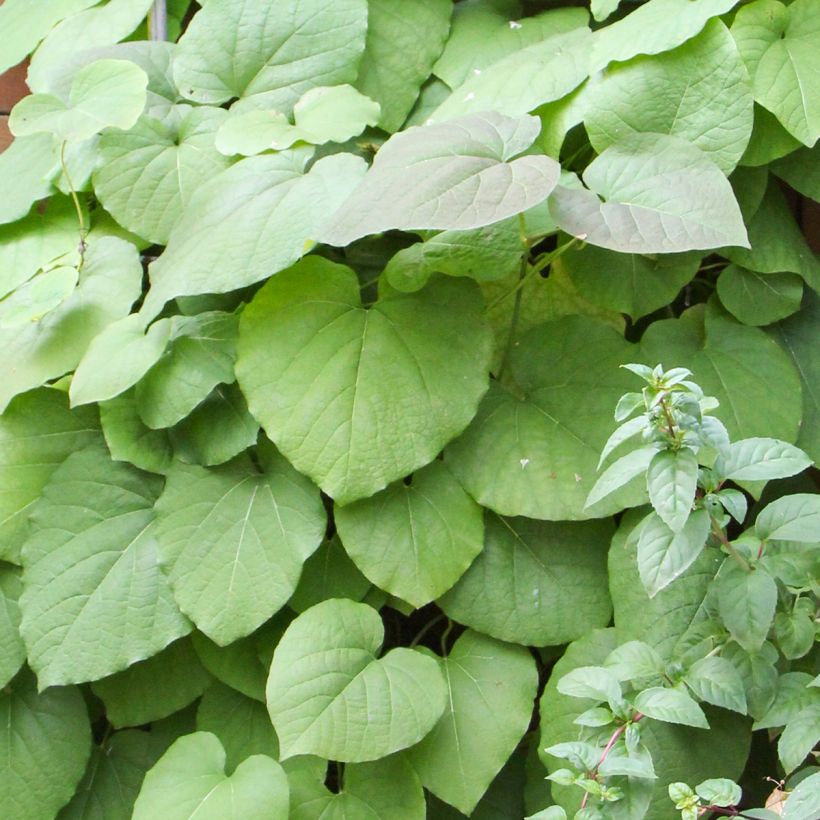 Aristolochia macrophylla - Aristoloquia (Follaje)