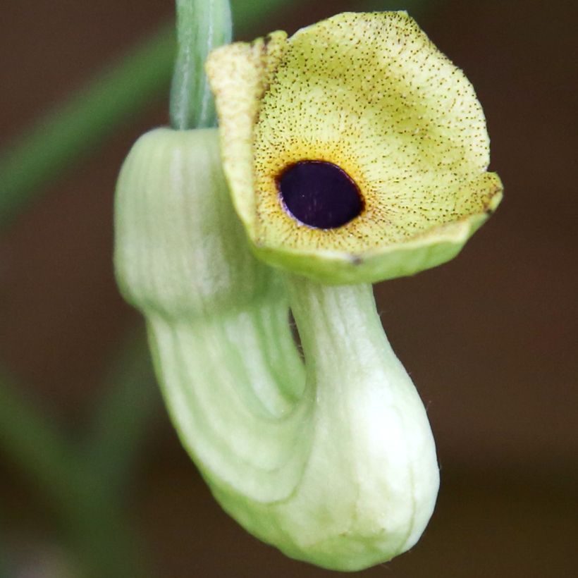 Aristolochia macrophylla - Aristoloquia (Floración)