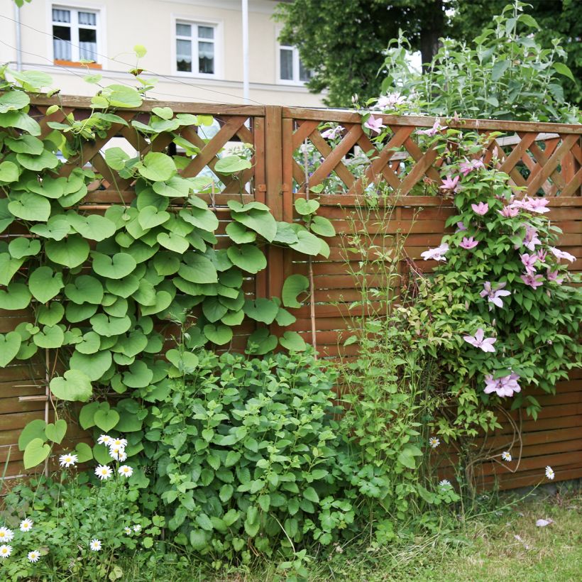 Aristolochia macrophylla - Aristoloquia (Porte)