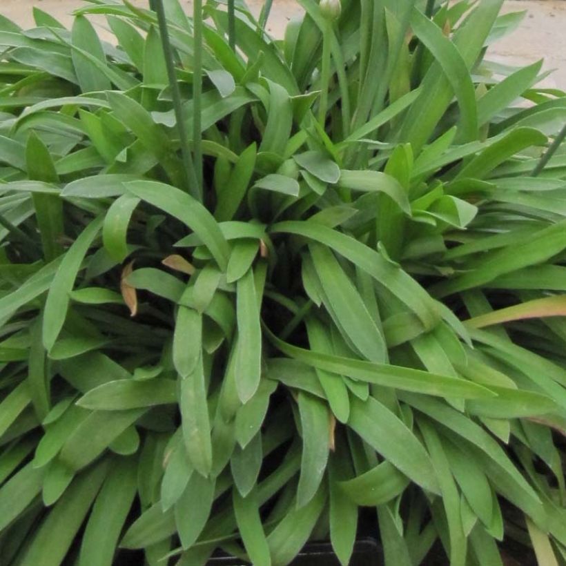 Armeria pseudarmeria Ballerina Lilac (Follaje)