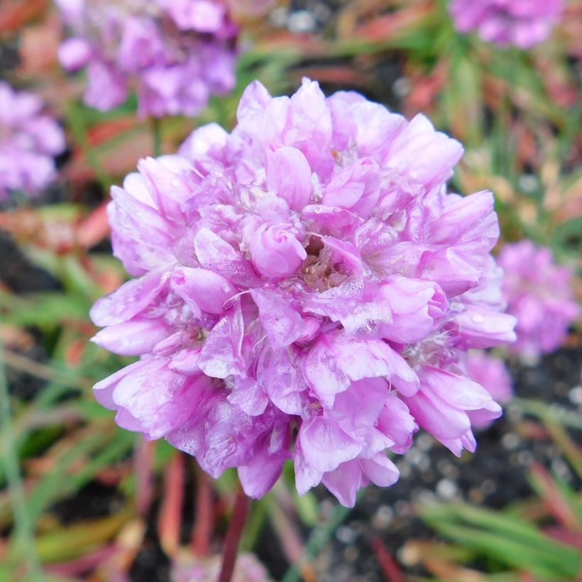 Armeria pseudarmeria Ballerina Lilac (Floración)