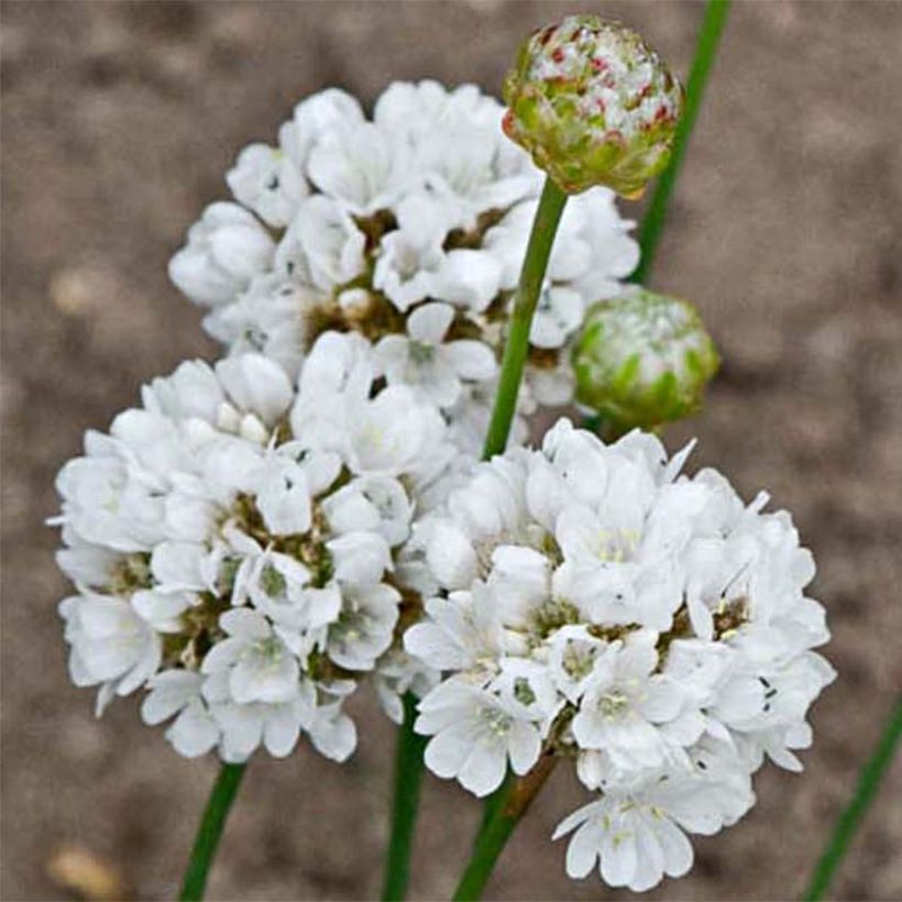 Armeria pseudarmeria Ballerina White (Floración)