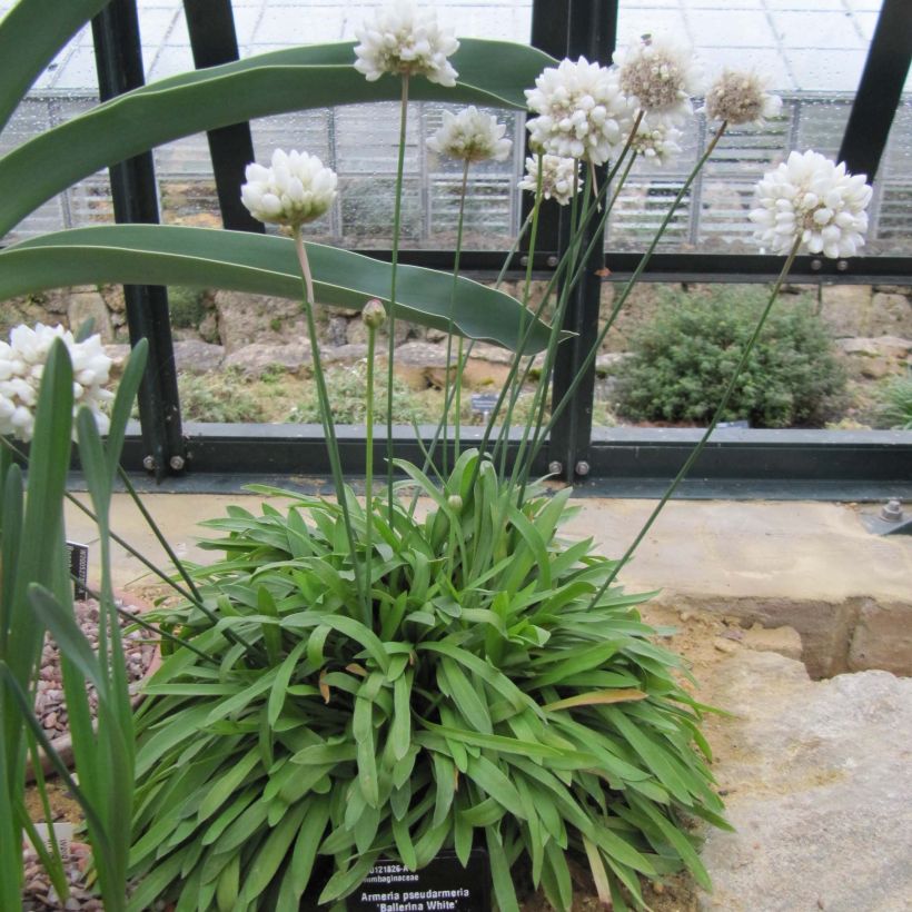 Armeria pseudarmeria Ballerina White (Porte)