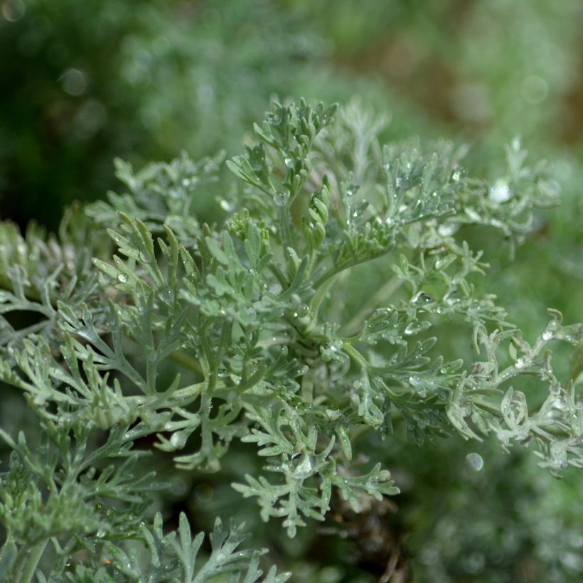 Artemisia arborescens Powis Castle (Follaje)