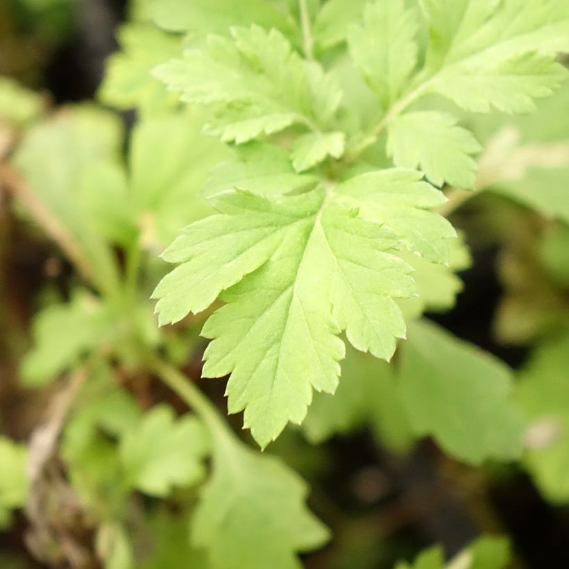 Artemisa BIO - Artemisia vulgaris (Follaje)