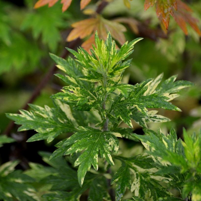 Artemisia vulgaris Oriental Limelight (Follaje)