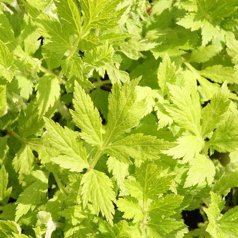 Artemisia lactiflora Jim Russel (Follaje)