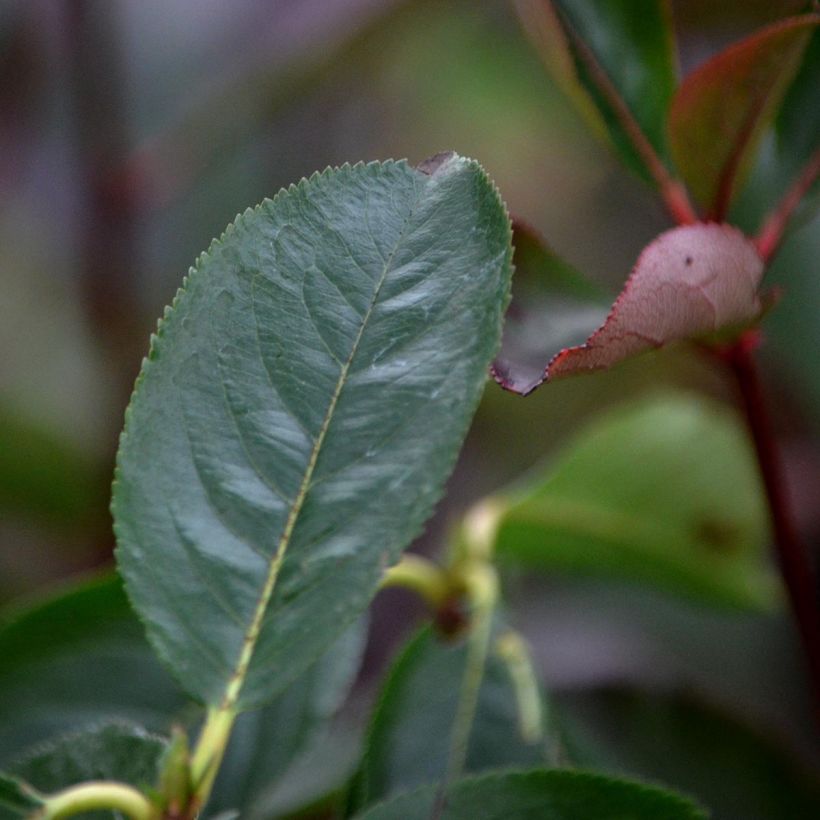 Aronia Brilliant - Aronia arbutifolia (Follaje)