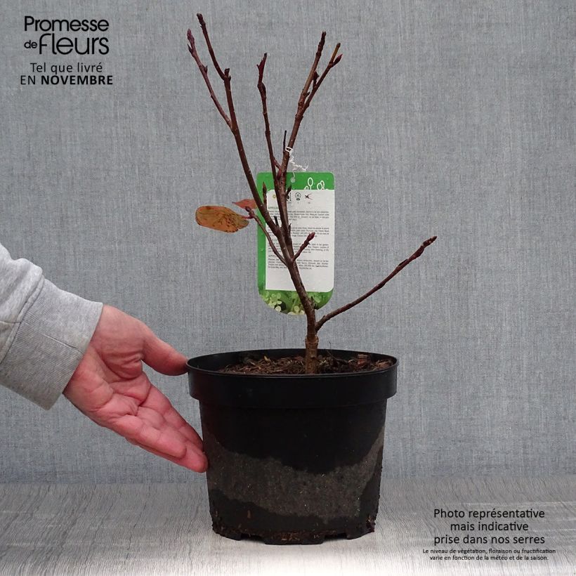 Ejemplar de Aronia arbutifolia Brilliant en pot de 3L entregado en otoño