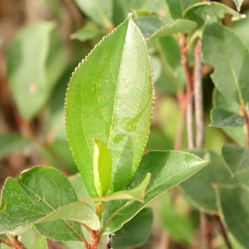 Chokeberry púrpura Lowberry Little Helpers - Aronia x prunifolia (Follaje)