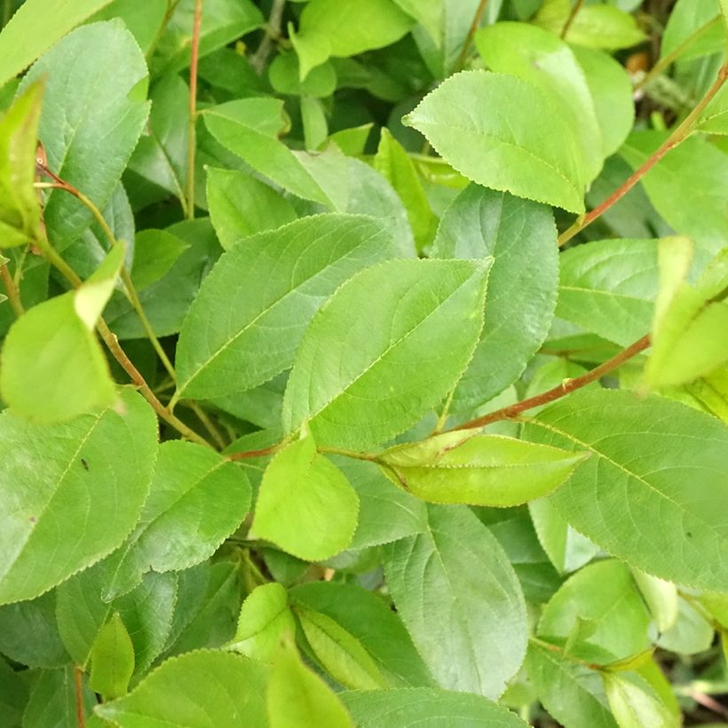 Aronia melanocarpa Professor Ed (Follaje)