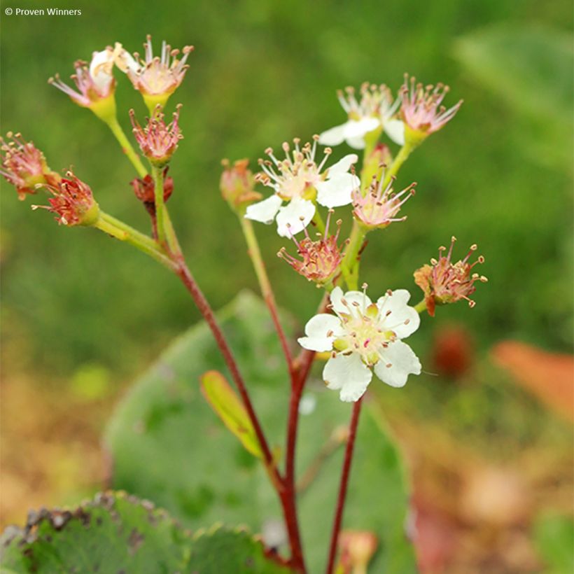 Chokeberry negro Revontuli Hedger - Aronia melanocarpa (Floración)