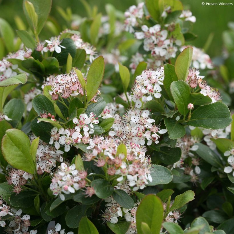 Chokeberry negro Revontuli Mound - Aronia melanocarpa (Floración)