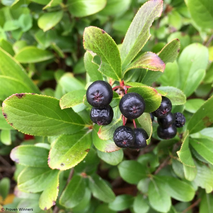 Chokeberry negro Revontuli Mound - Aronia melanocarpa (Cosecha)