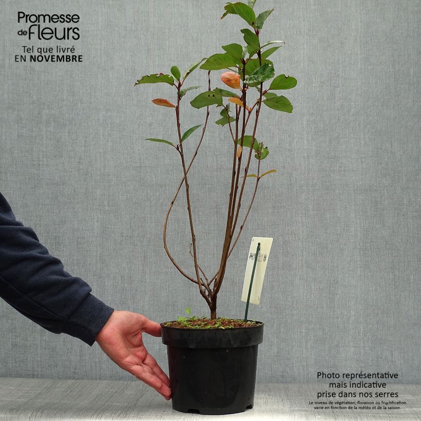 Ejemplar de Aronia prunifolia Aron - Aronie en pot de 2L/3L entregado en otoño