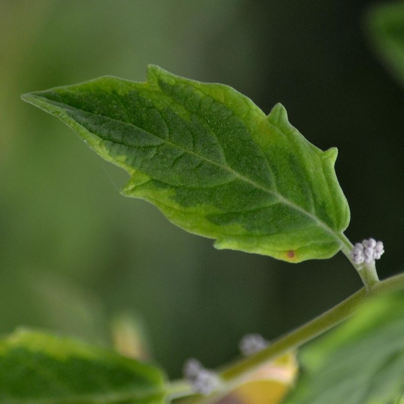 Chokeberry púrpura Viking - Aronia x prunifolia (Follaje)