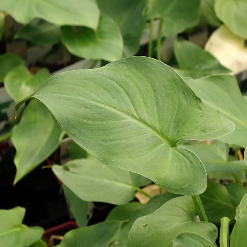 Zantedeschia aethiopica - Cala (Follaje)