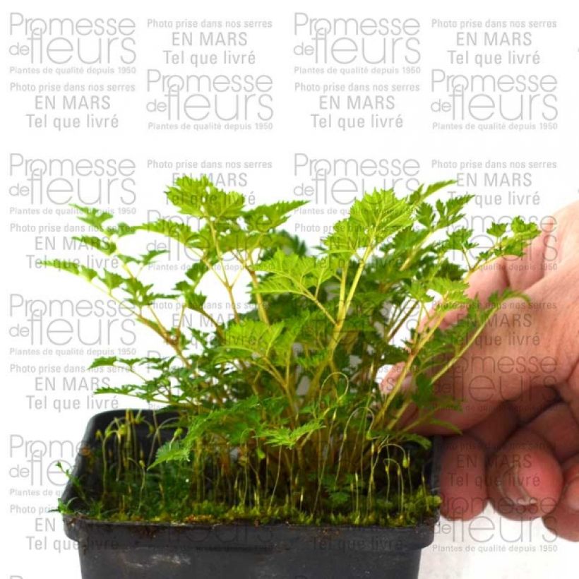 Ejemplo de ejemplar de Aruncus aethusifolius - Barbas de cabra Maceta de 8/9 cm tal y como se entrega